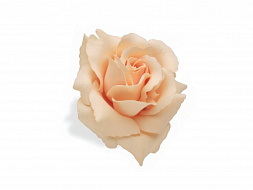 Цветок для велосипеда Electra Rose Cream